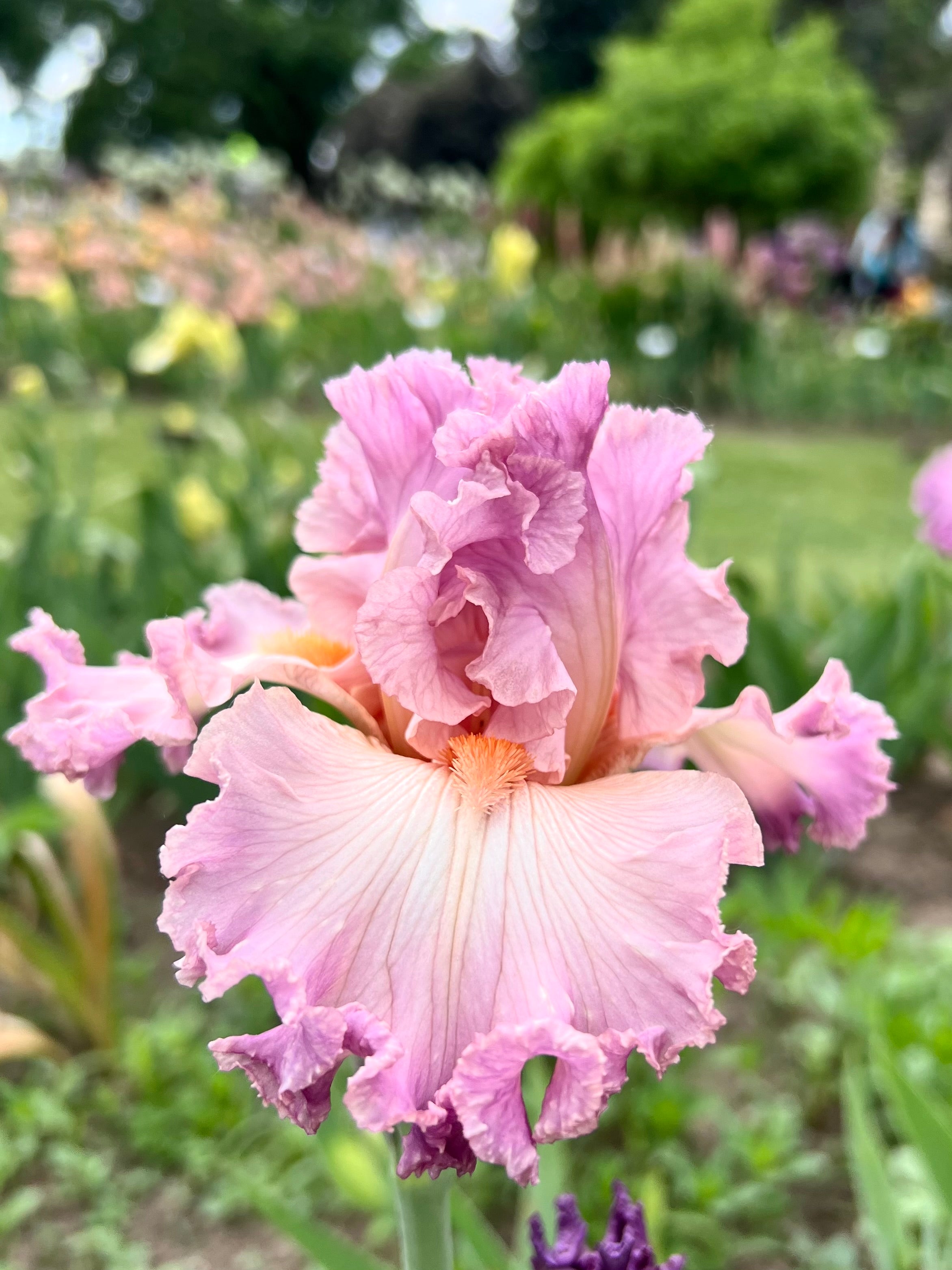 Why You Should be Growing Bearded Iris, and How to Grow Them