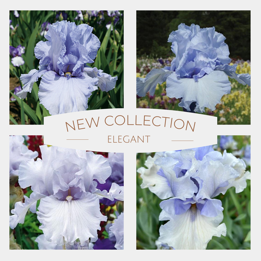Elegant Iris Collection