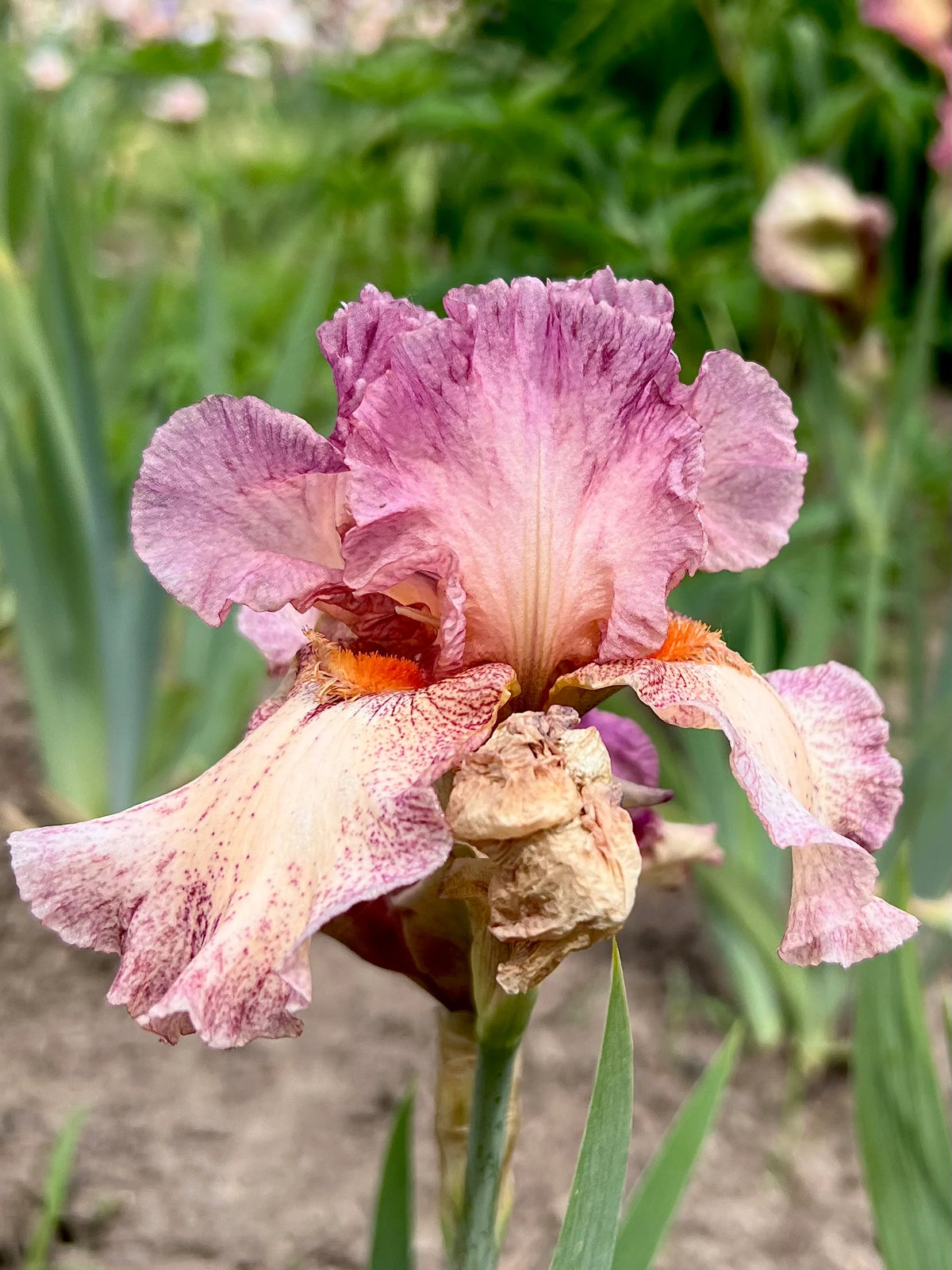 Beautiful Iris Collection Bloom Floral