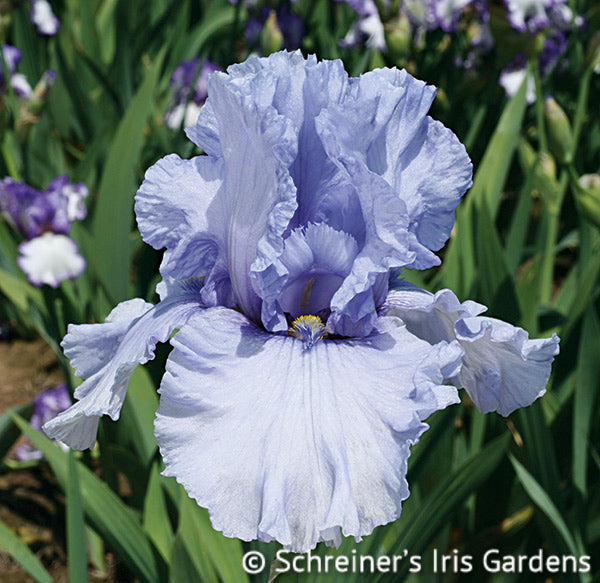 Elegant Iris Collection