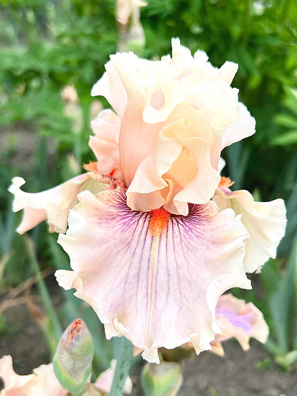 Beautiful Iris Collection