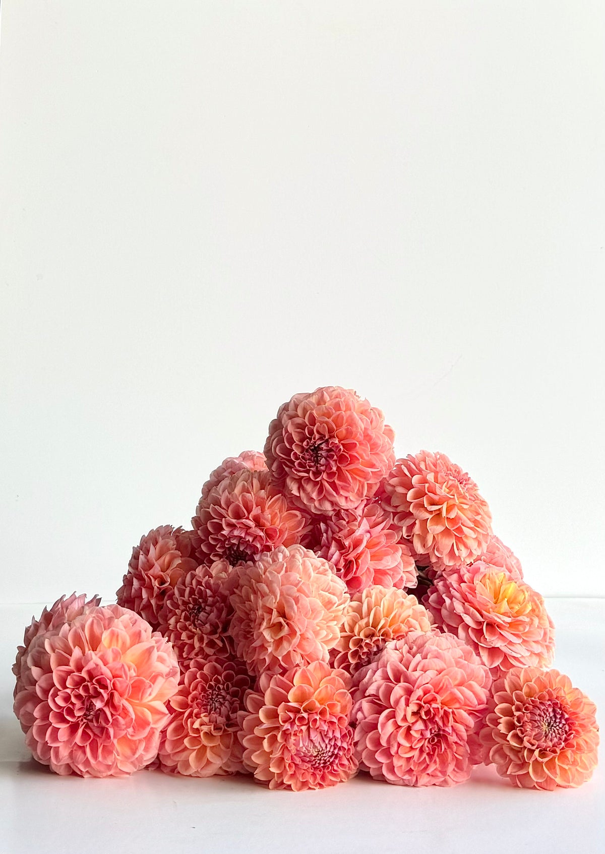 Nathalie G Dahlia Tuber | Bloom Floral