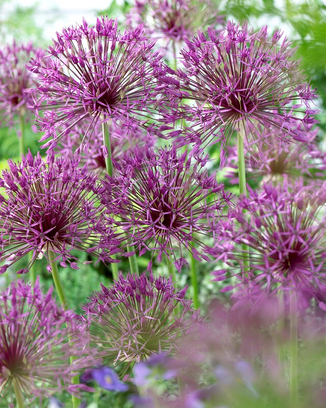 Allium Tall 'Purple Rain' Ornamental Onion