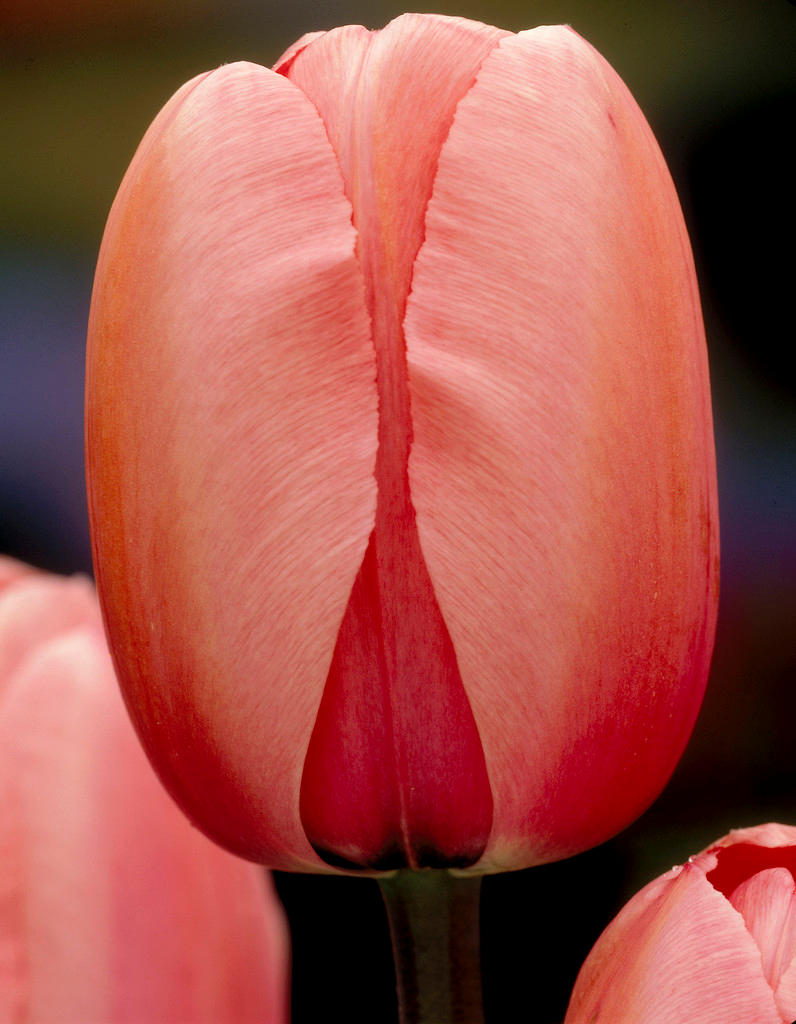 Tulip Darwin Hybrid 'Salmon Impression'