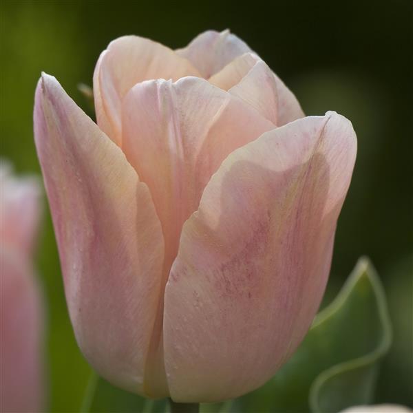 Tulip Single Early 'Apricot Beauty'