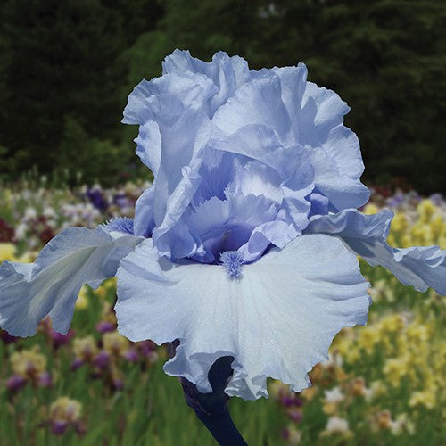 Blue Trill Iris