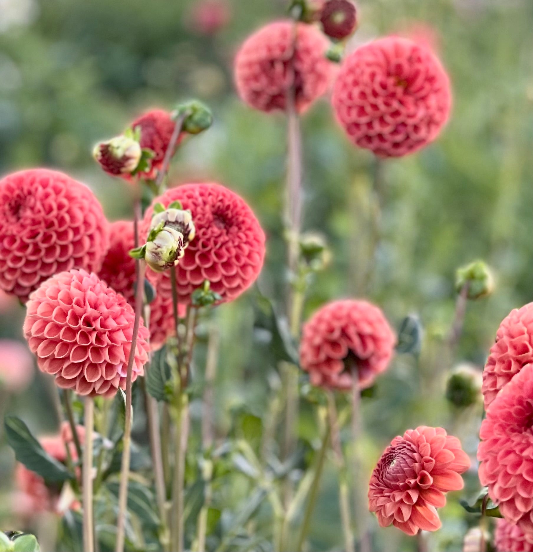 Planting and Caring for Dahlias to get the most Flowers for Cutting