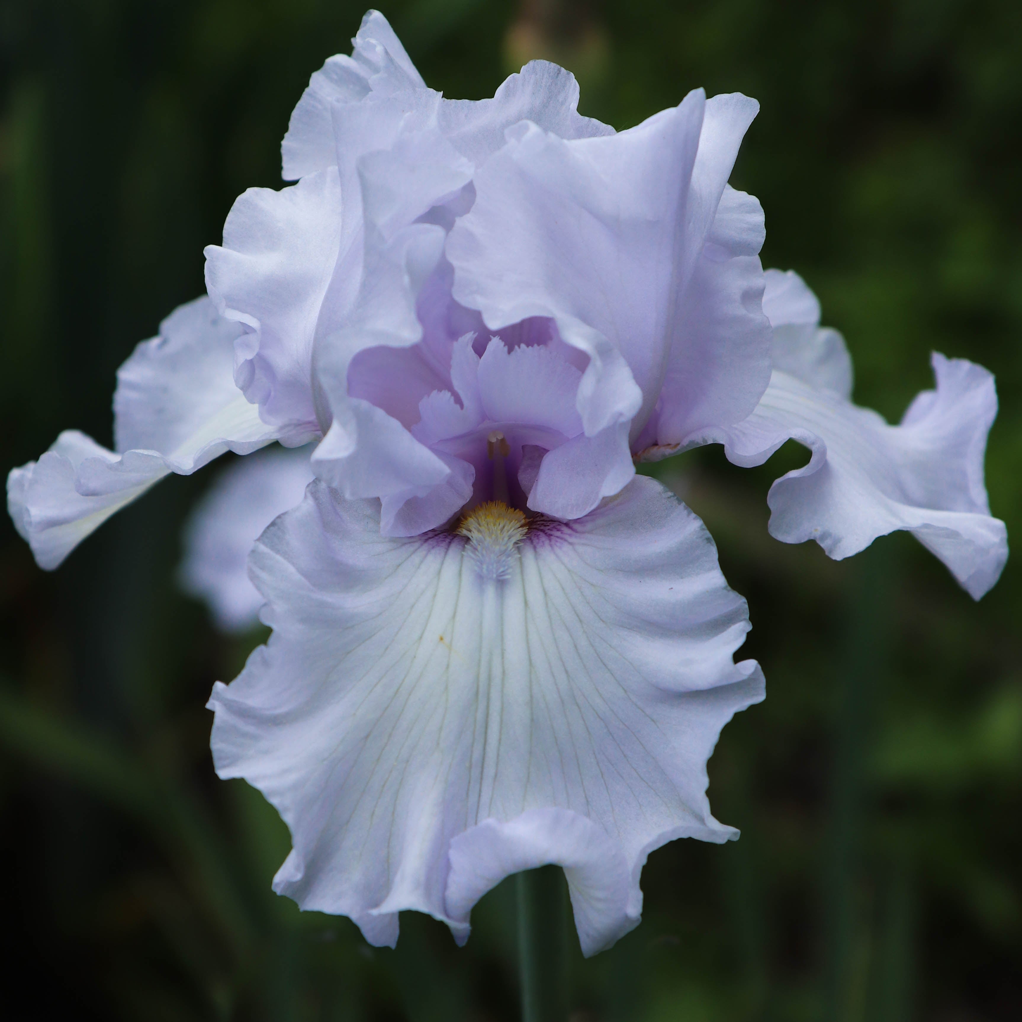 Growing and Caring for Bearded Iris: A Comprehensive Guide