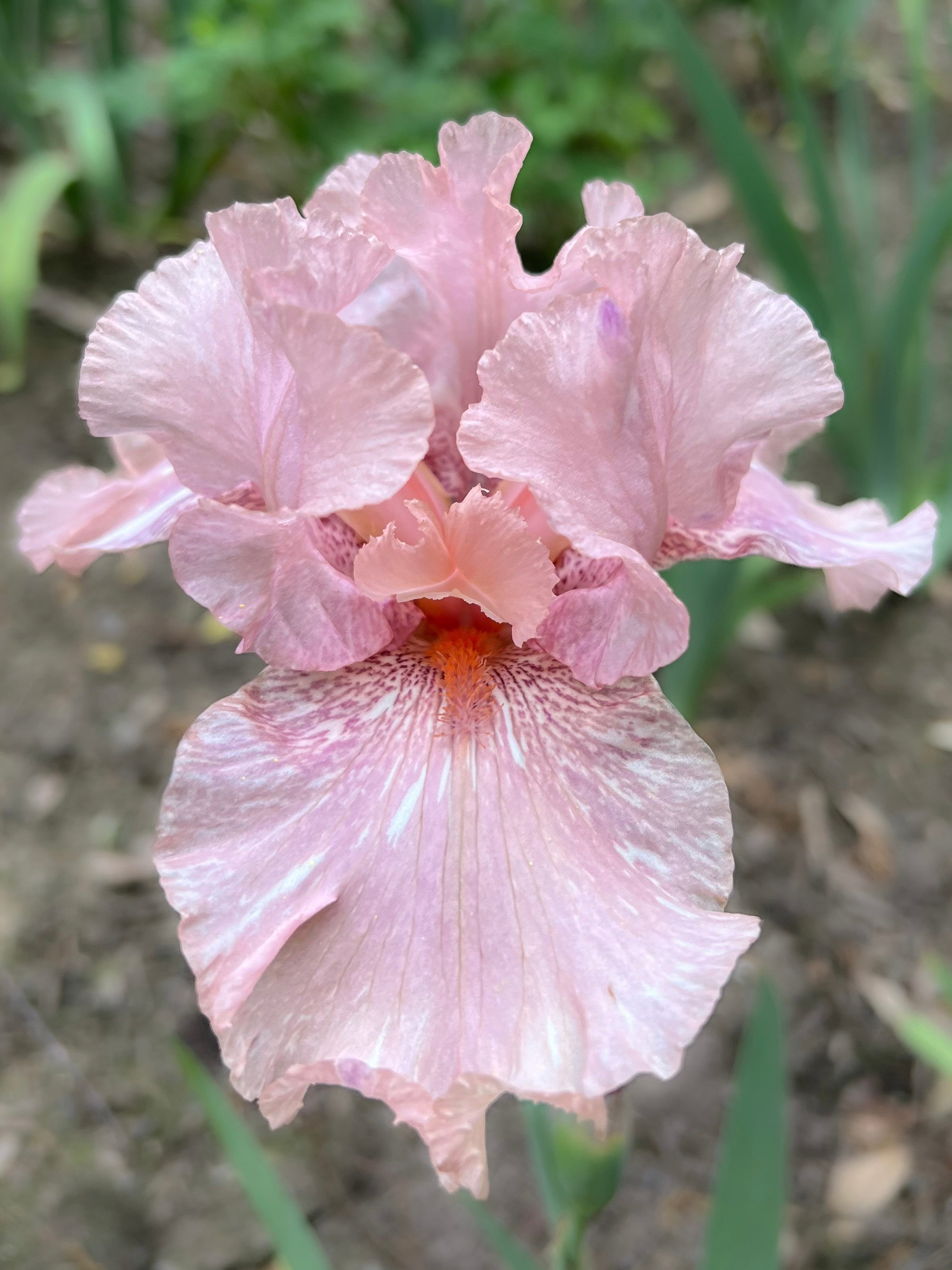 Baboon Bottom Iris