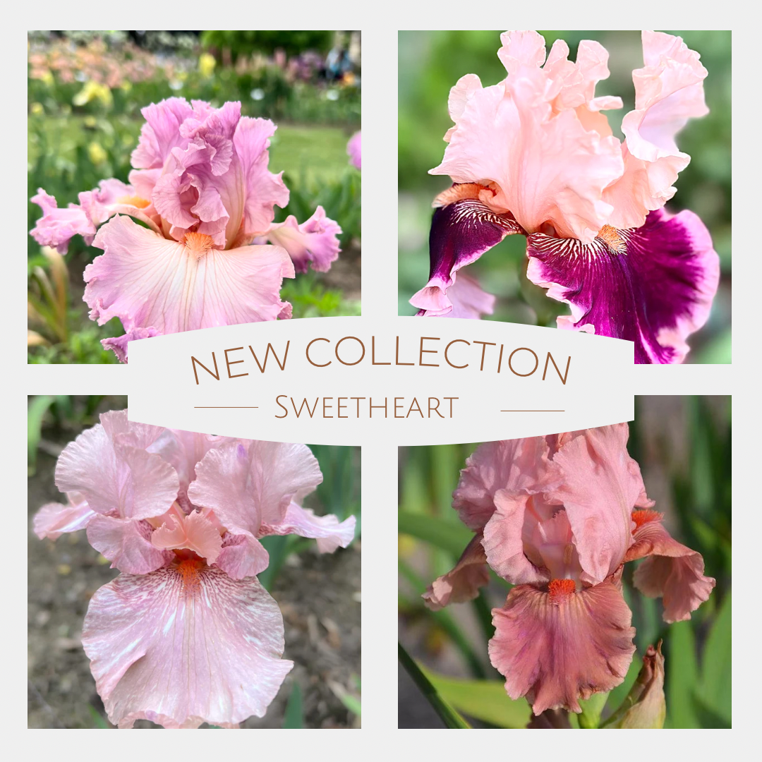 Sweetheart Iris Collection