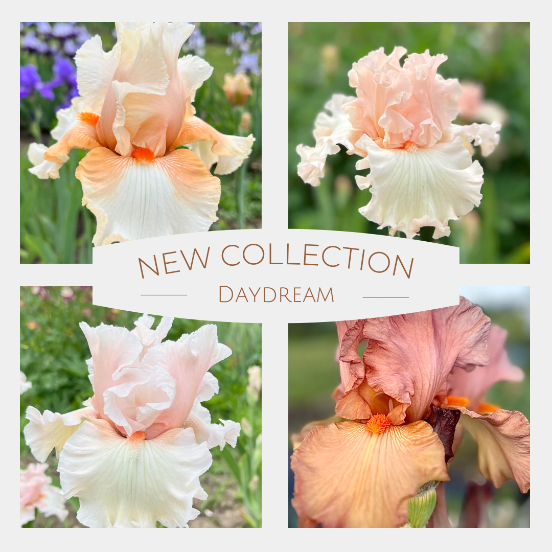 Daydream Iris Collection