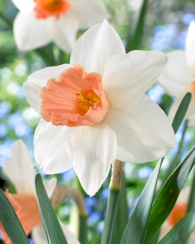Narcissus Trumpet 'Accent' Daffodil