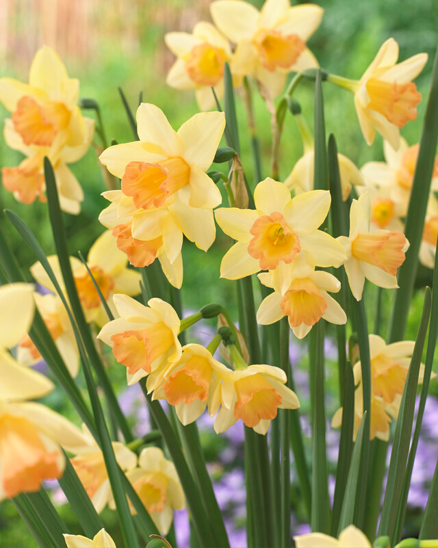 Narcissus Bunch Flowering 'Blushing Lady' Daffodil