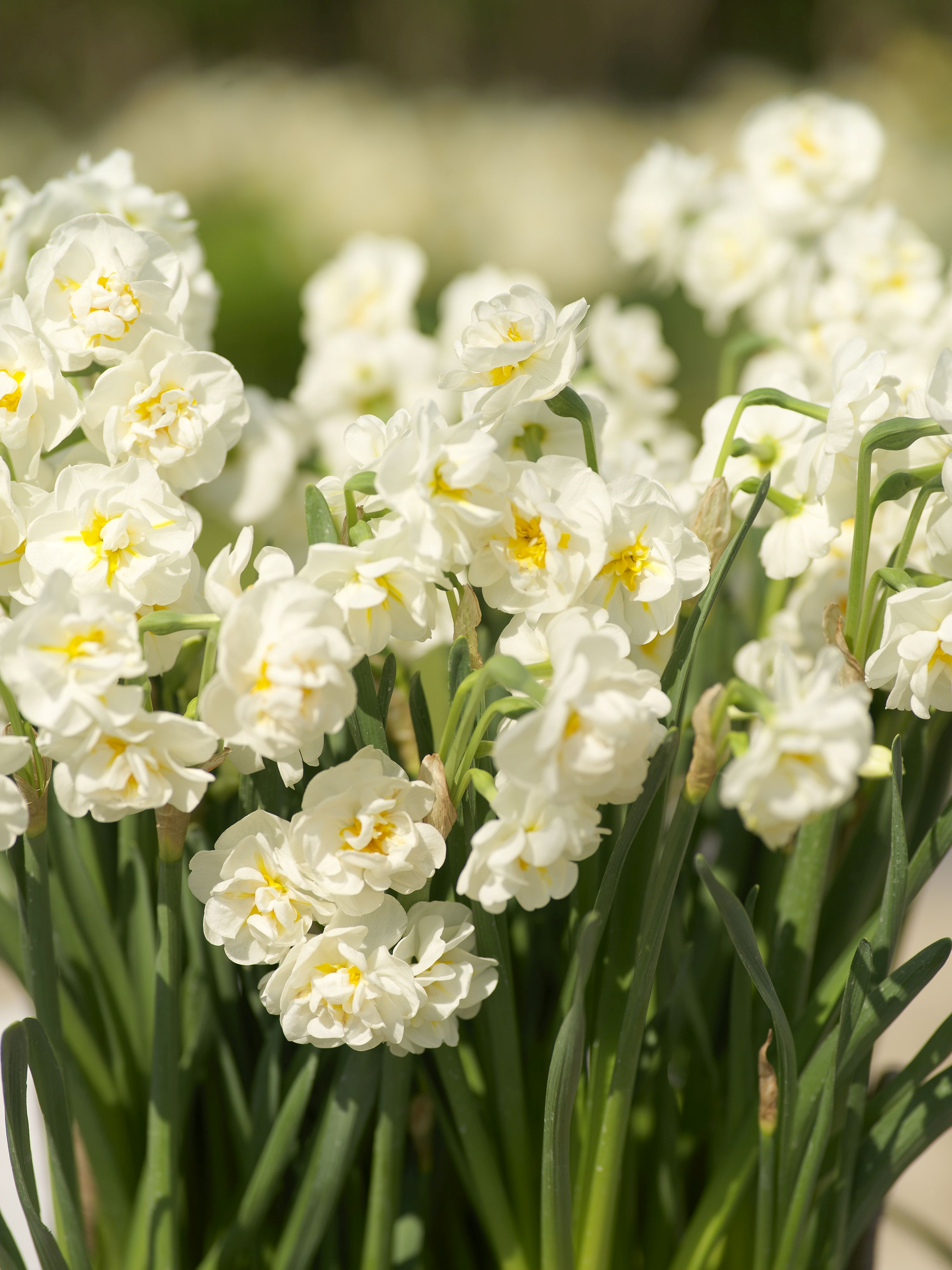 Narcissus Bunch Flowering 'Bridal Crown' Daffodil