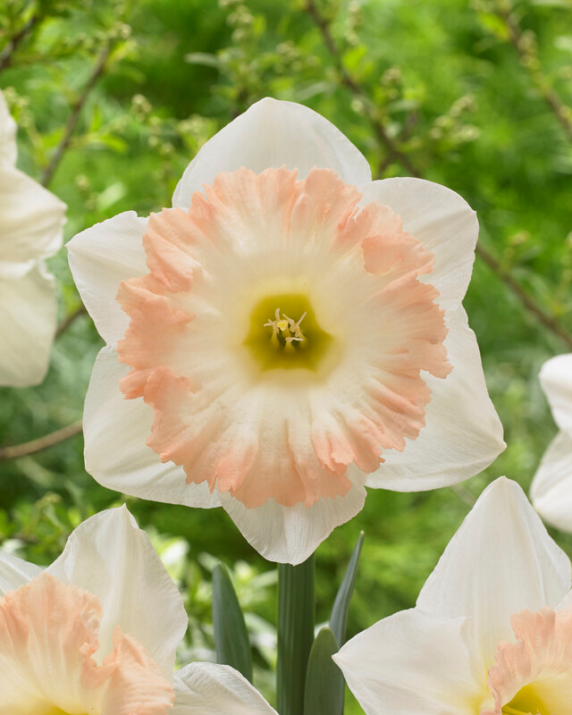 Narcissus Trumpet 'British Gamble' Daffodil