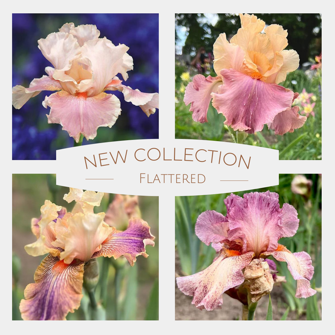 Flattered Iris Collection
