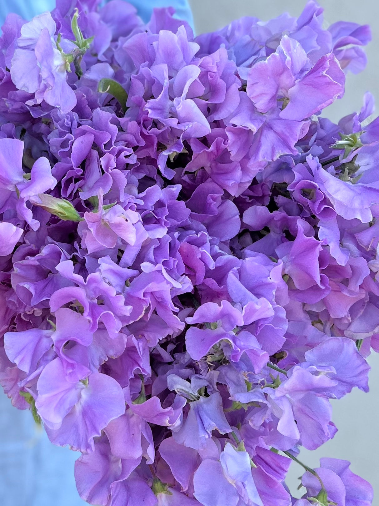 Fundamentals Of Growing Sweet Peas Course