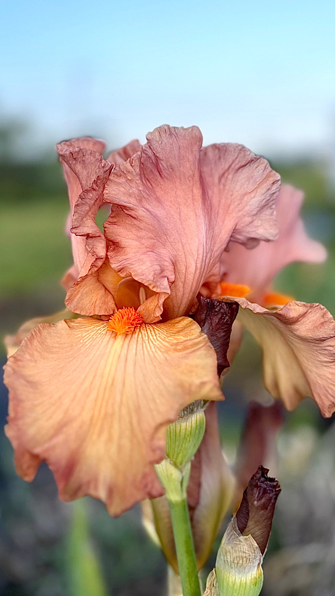 Copper Classic Iris