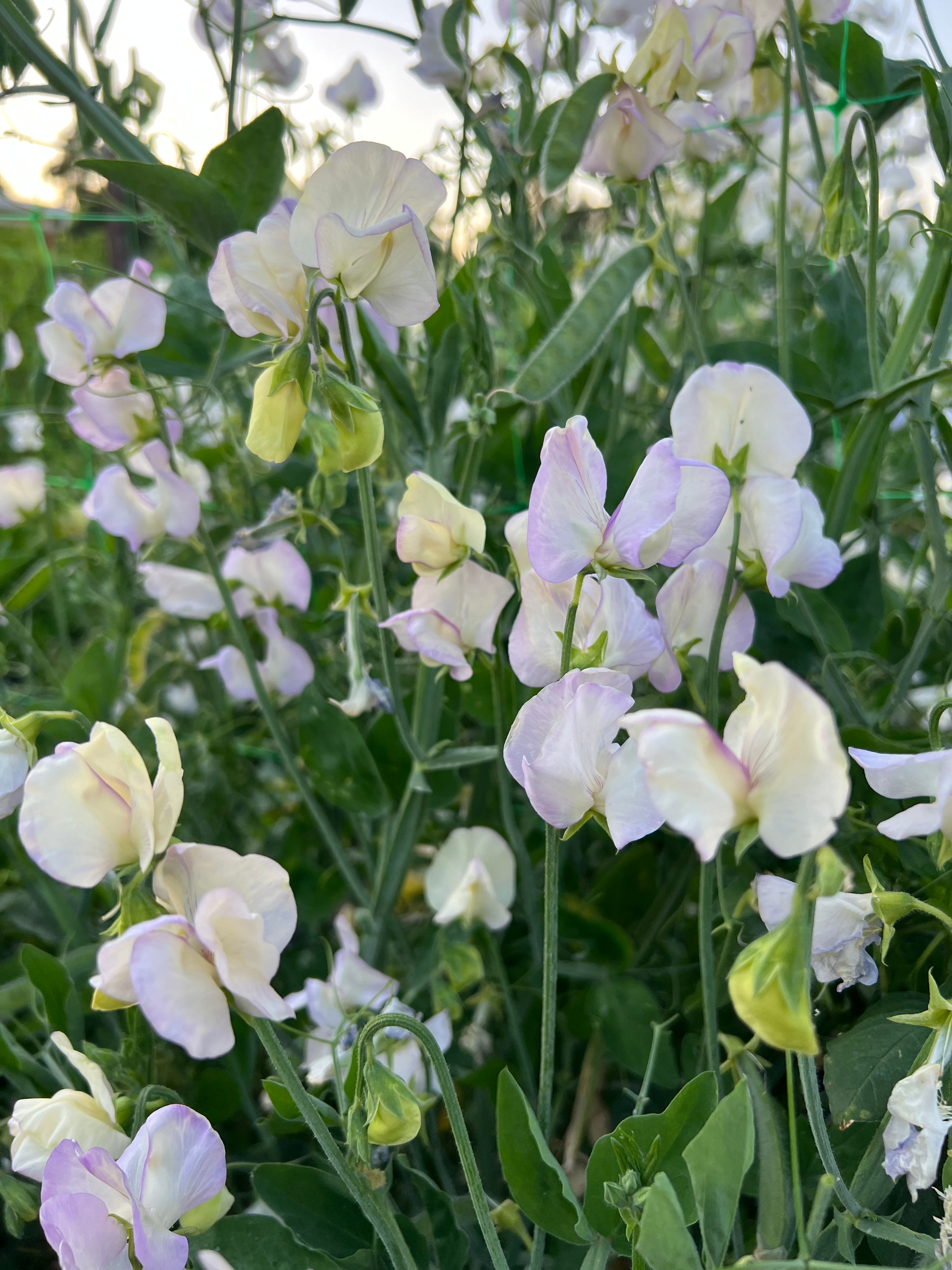 Fundamentals Of Growing Sweet Peas Course