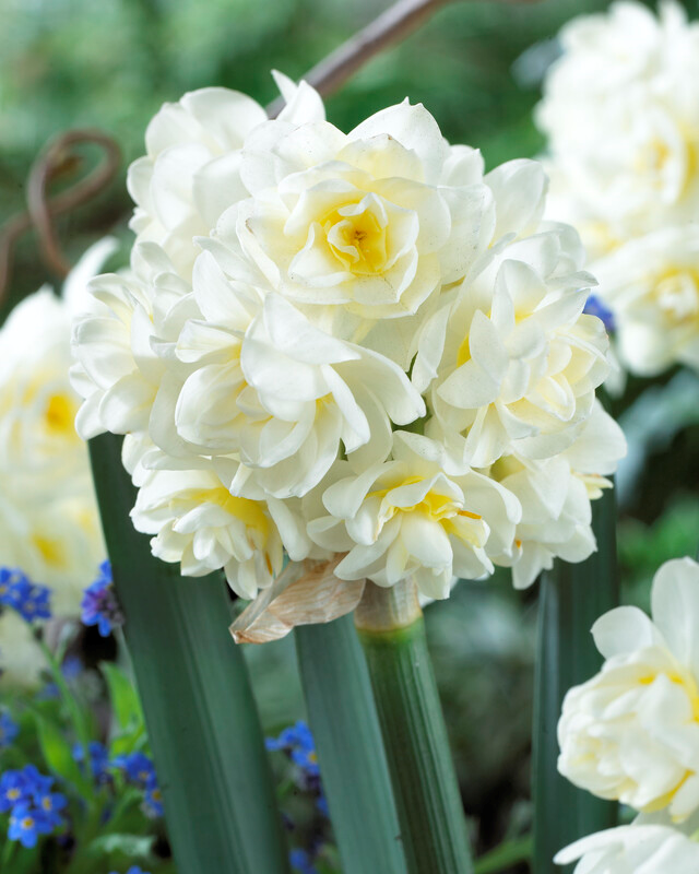 Narcissus  Tazetta 'Paperwhite Erlicheer'