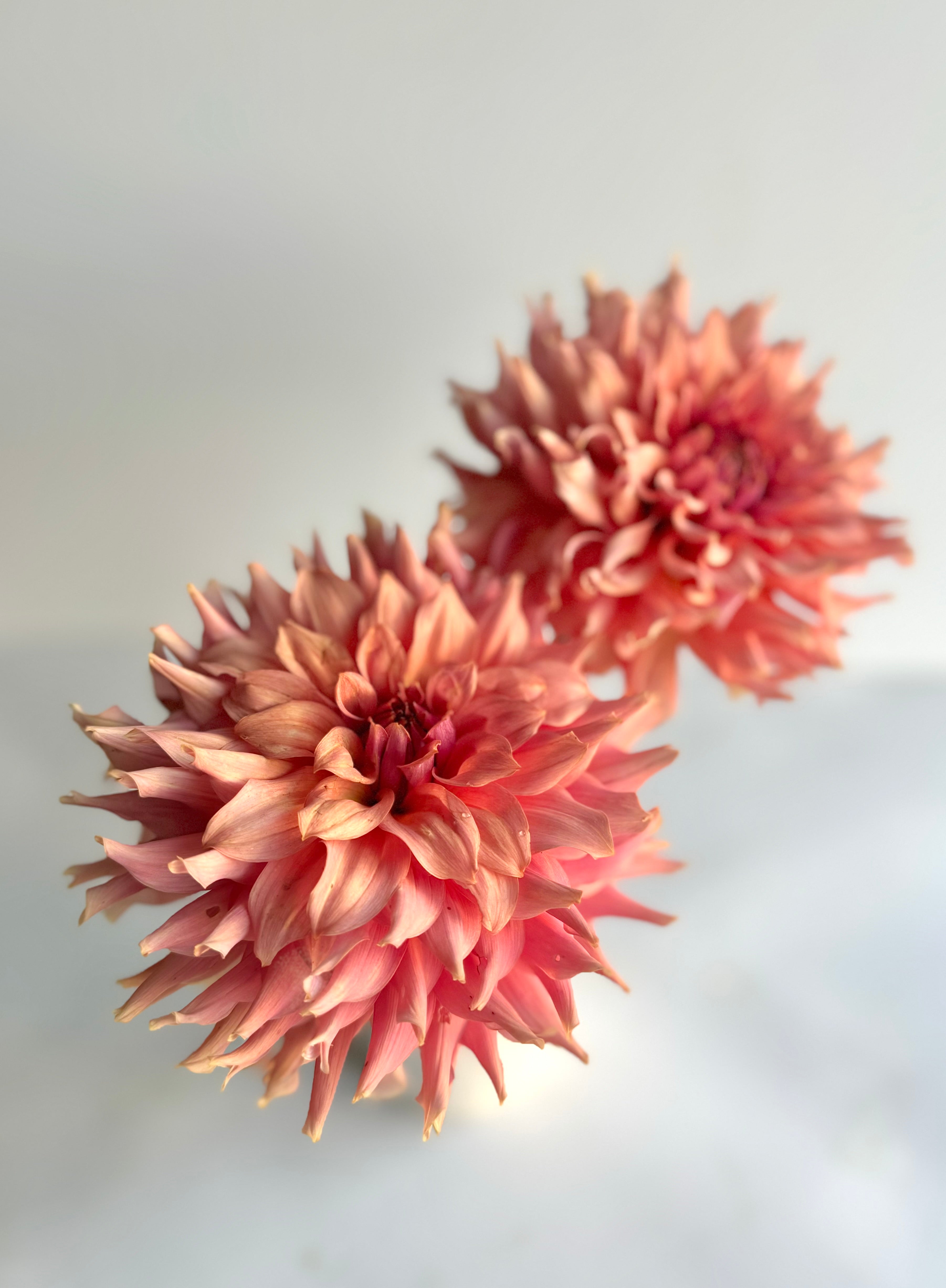 Peanut Brittle Dahlia - One Rooted Cutting