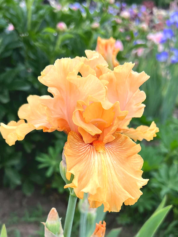 Cantaloupe Iris Collection