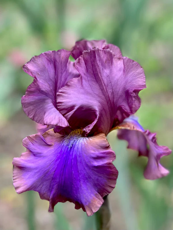 Intrigue Iris Collection