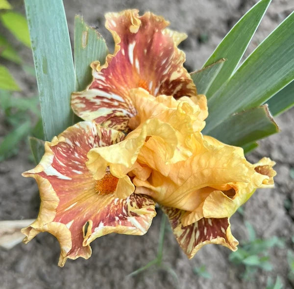 Cantaloupe Iris Collection