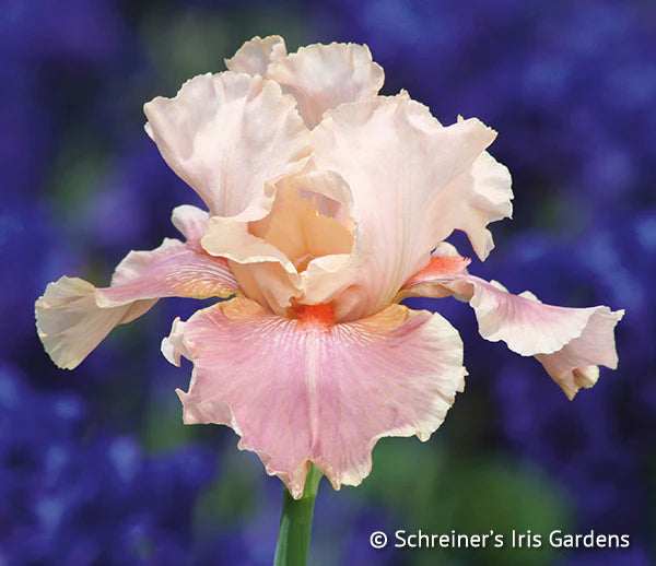 Flattered Iris Collection
