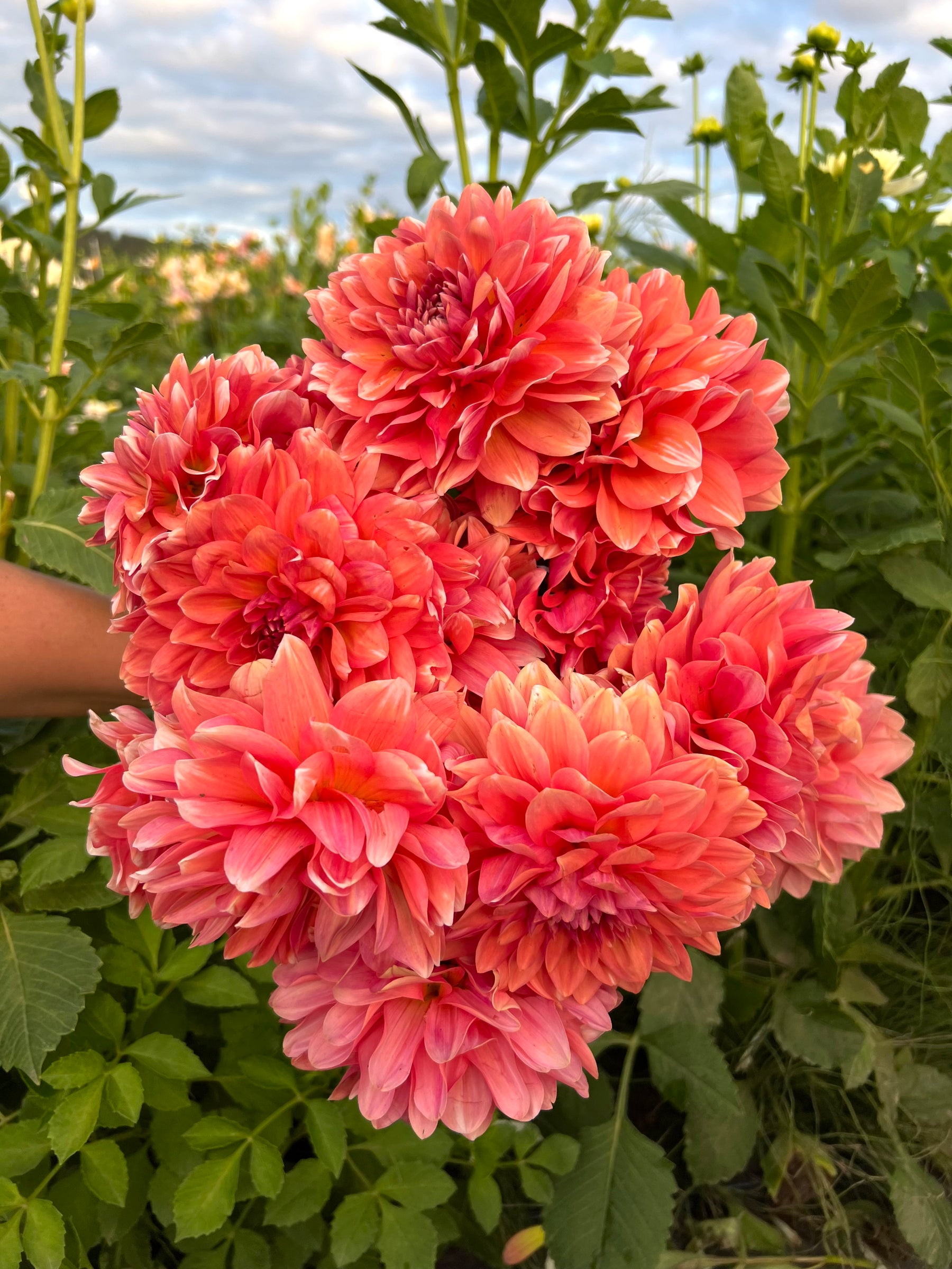 Connecticut Coral Dahlia Tubers Bloom Floral