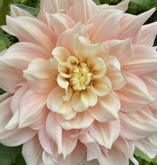 Break Out Dahlia - One Rooted Cutting