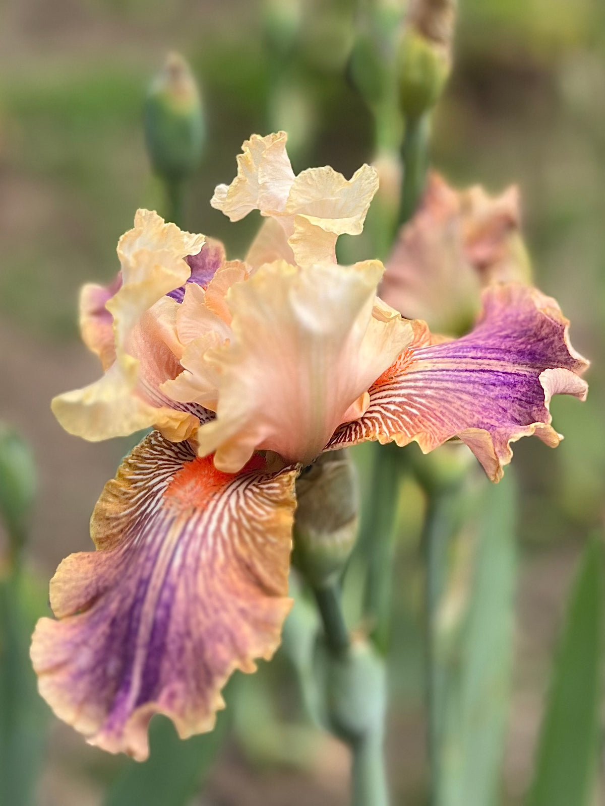 Carnival of Color Iris Bloom Floral