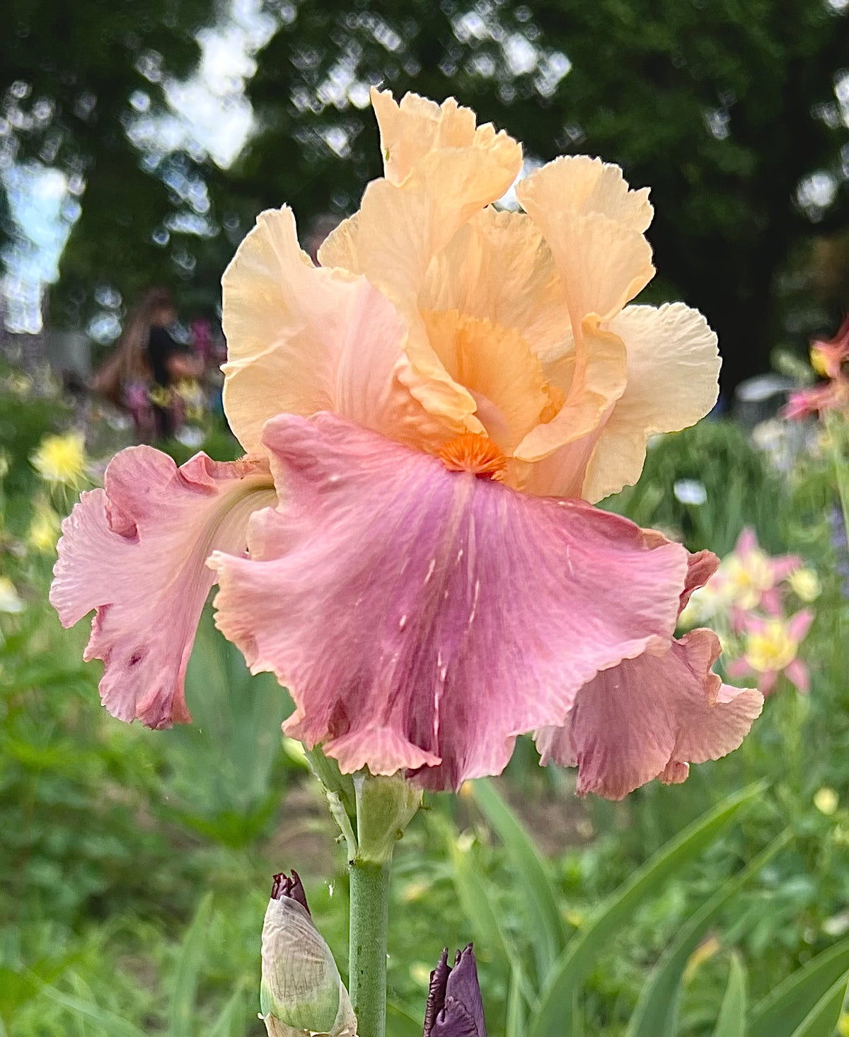 Frimousse Iris | Bloom Floral