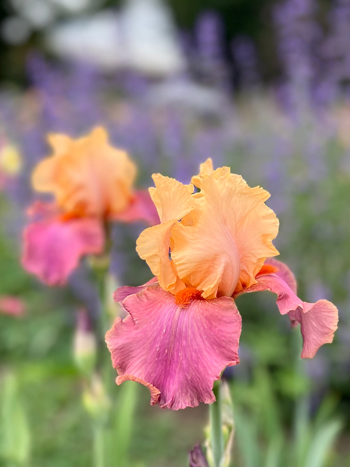 Frimousse Iris | Bloom Floral