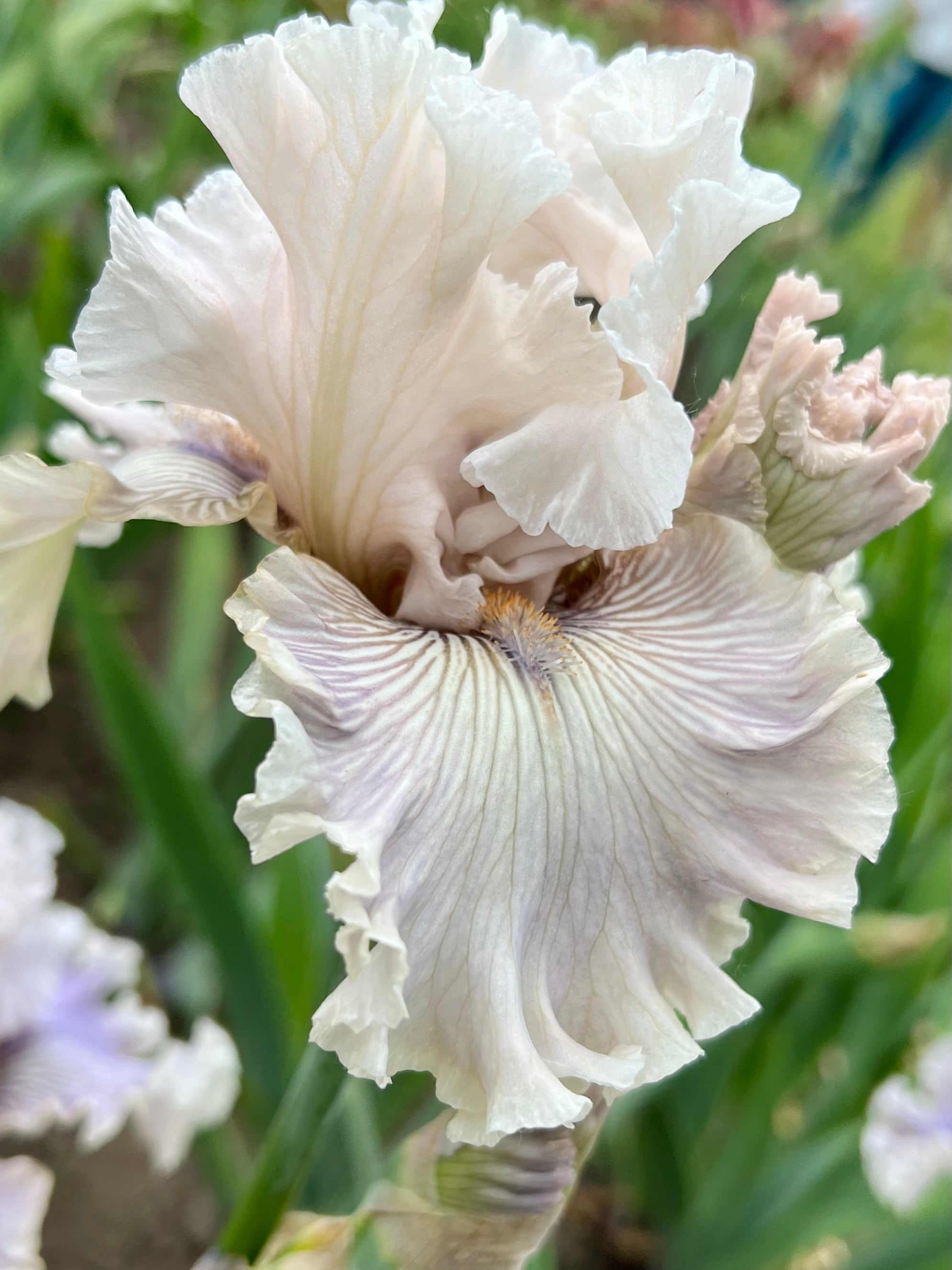 Haunted Heart Iris