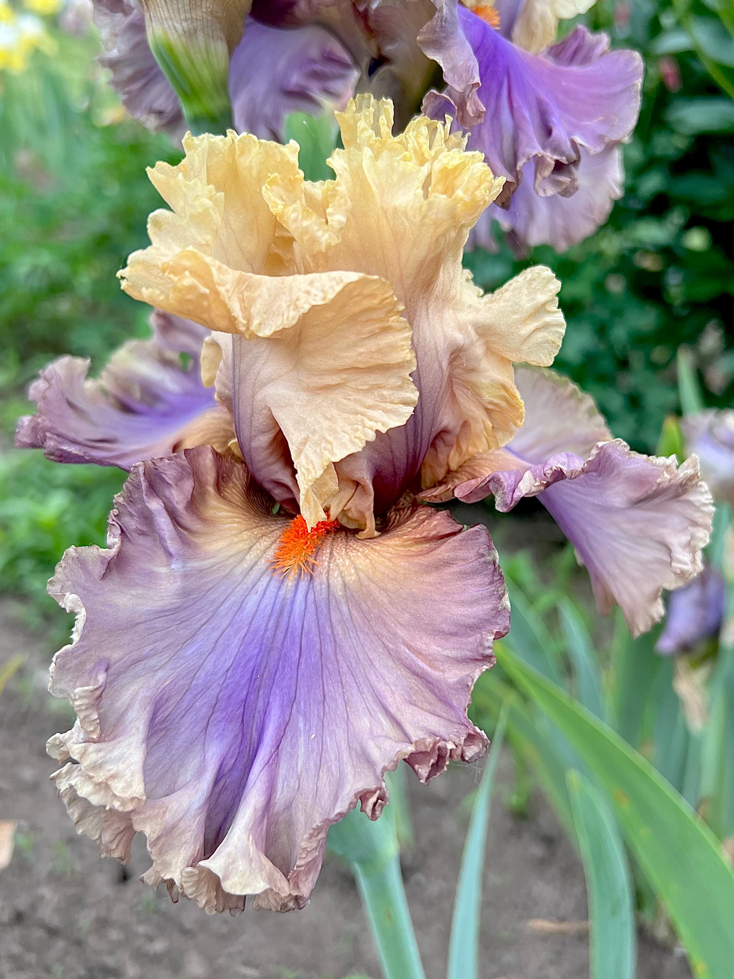 Air of Mystery Iris