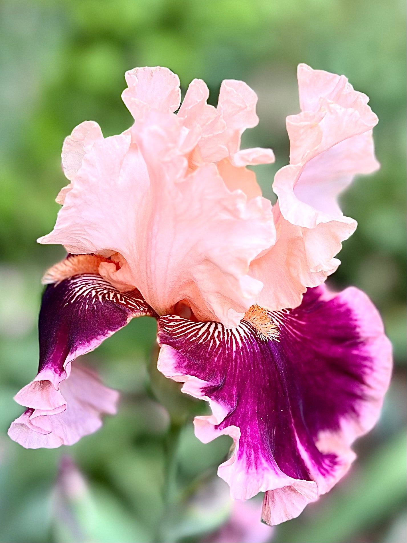 Skirting The Issue Iris