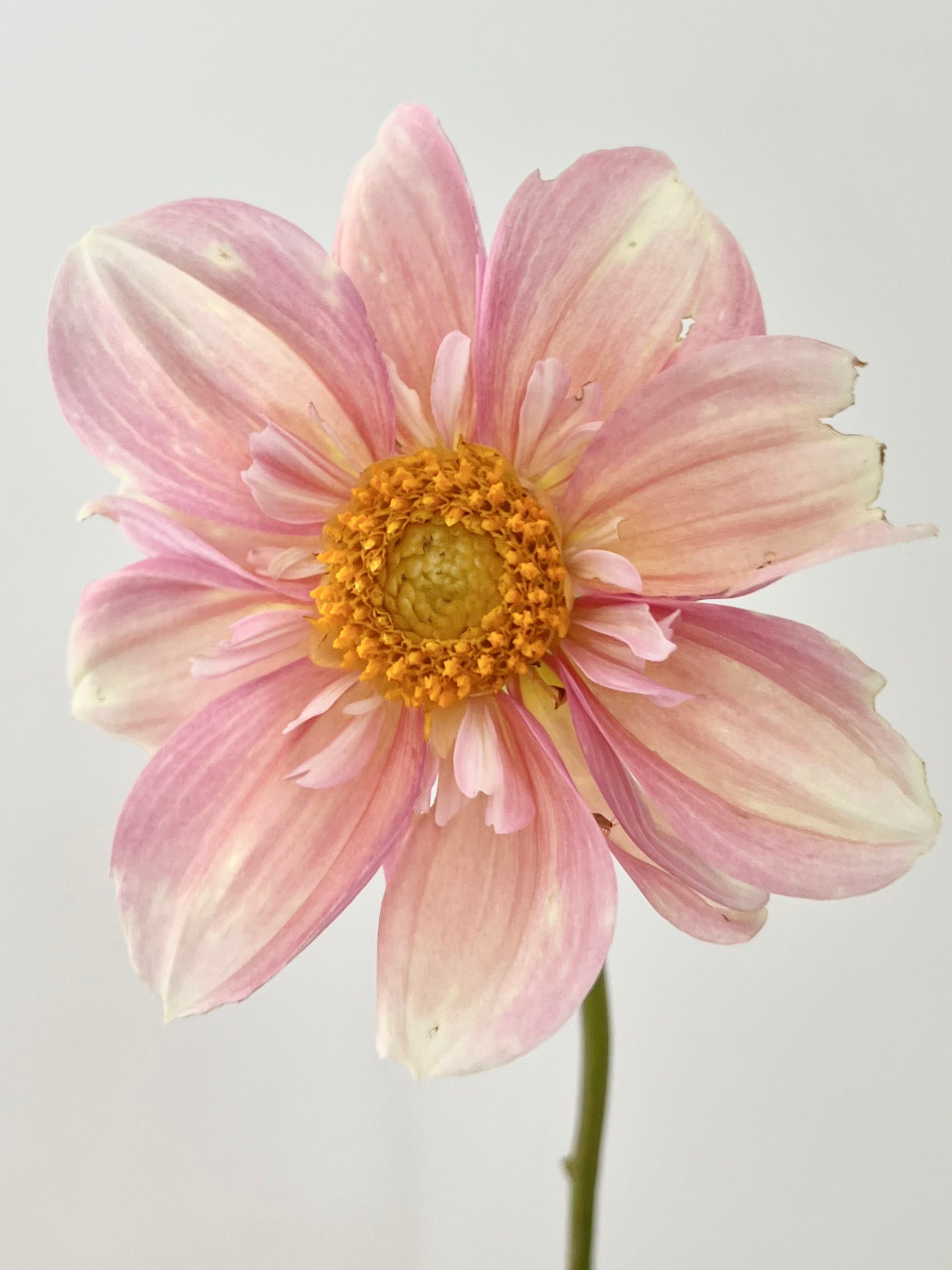 Apple Blossom Dahlia - Rooted Cutting
