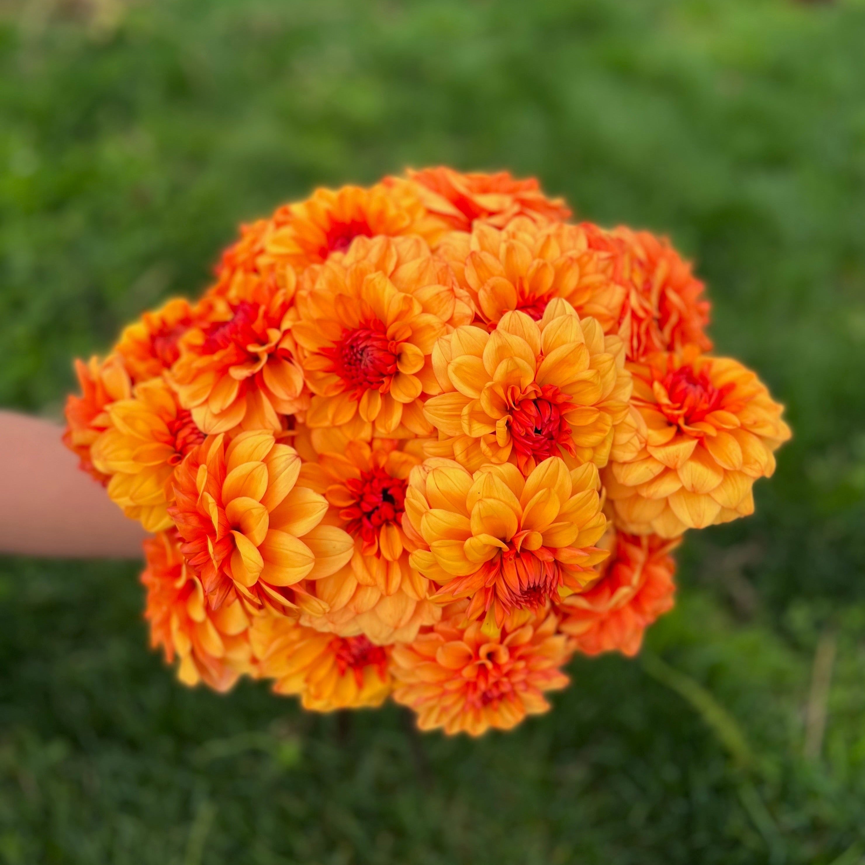 David Howard Dahlia Tubers | Bloom Floral