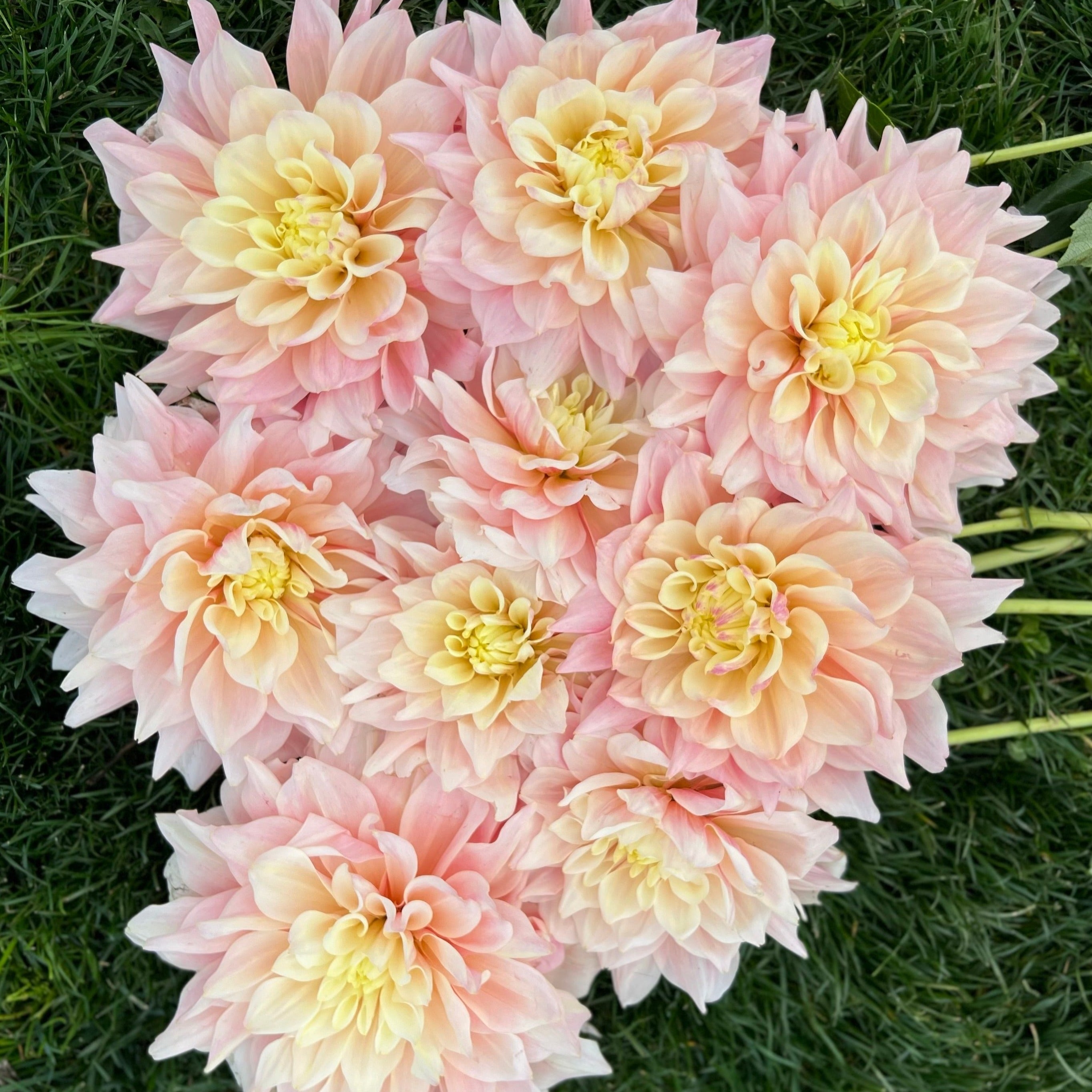 Break Out Dahlia - One Rooted Cutting