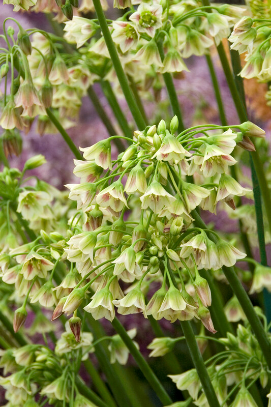 Allium Tall 'Nectaroscordum' Bulgaricum