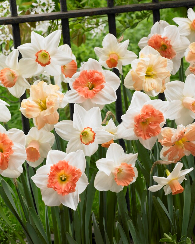 Narcissus Long-Lasting 'Rotterdam Mixture' Daffodil