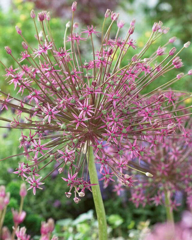 Allium Tall 'Schubertii' Ornamental Onion