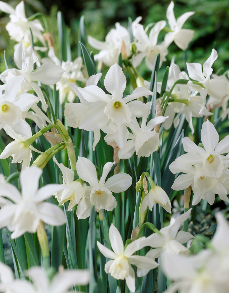 Narcissus Miniature 'Thalia' Daffodil