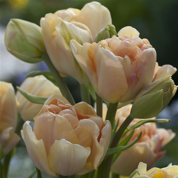 Tulip Double Late 'Charming Beauty'