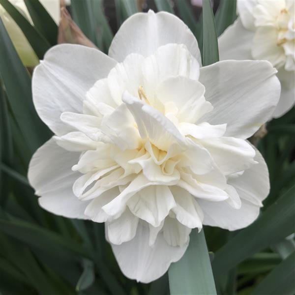 Narcissus Double 'Obdam' Daffodil