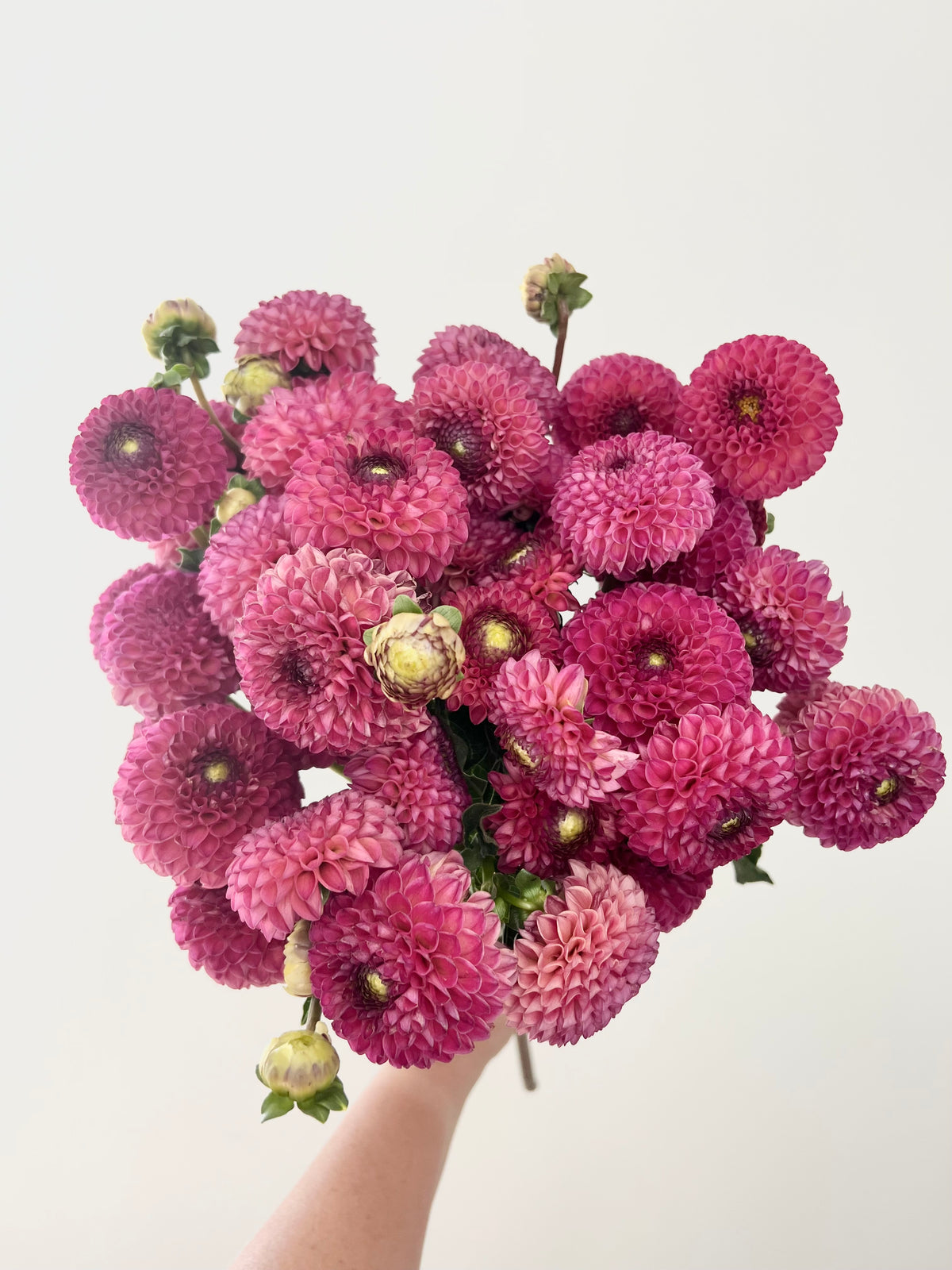 Burlesca Dahlia Tubers Bloom Floral