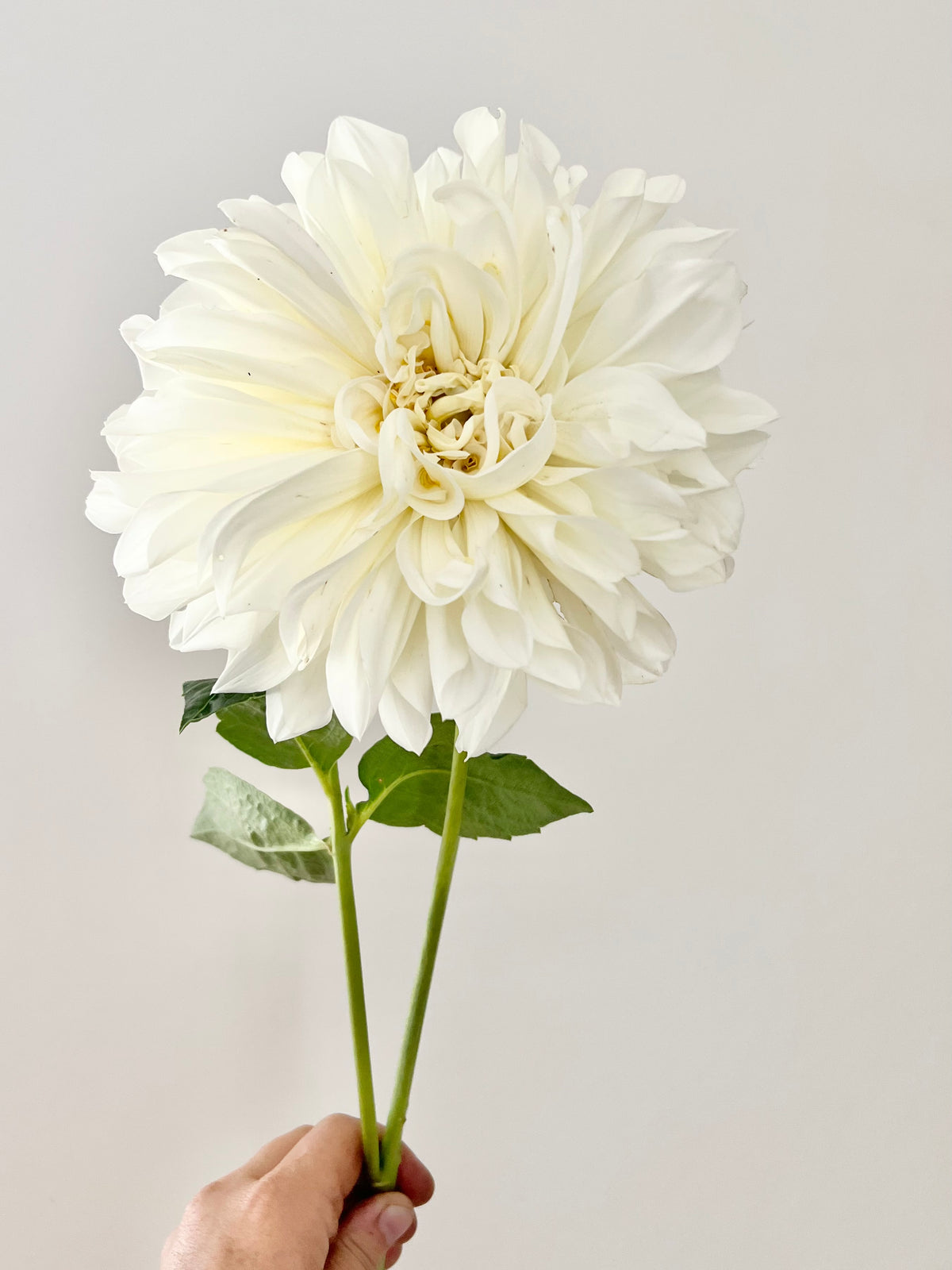 White Perfection Dahlia Tubers Bloom Floral