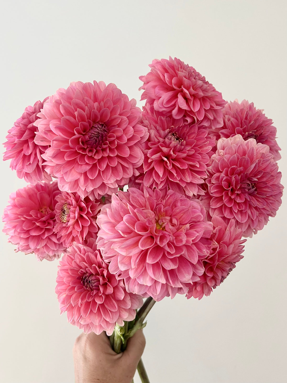 Pink Runner Dahlia Tuber | Bloom Floral